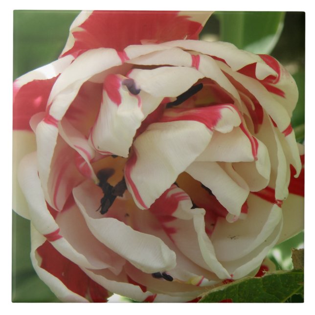 Azulejo de Tulipa Rosa e Branca (Frente)