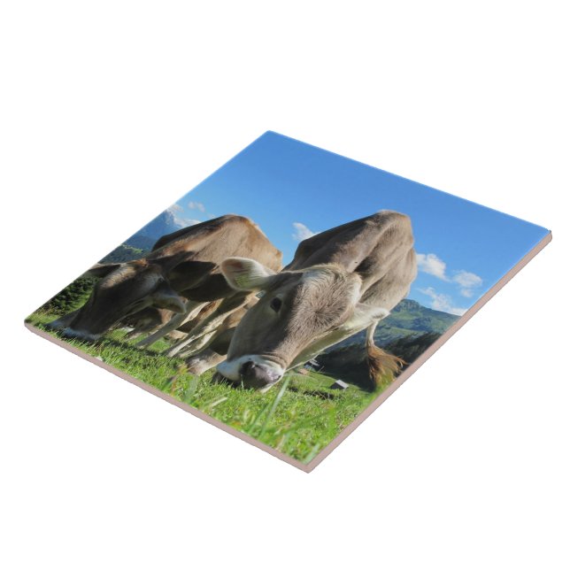 Azulejo De Vaca (Lateral)