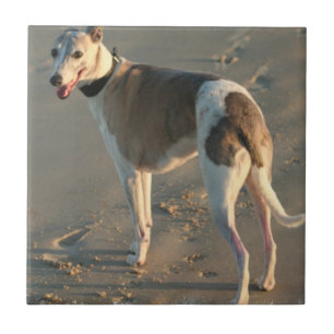 Azulejo de Whippet