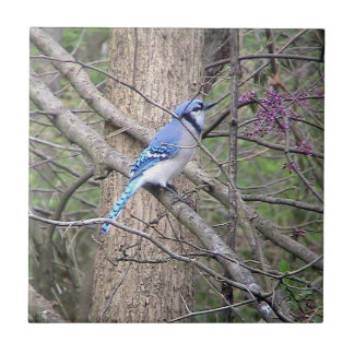 Azulejo Decorativo Blue Jay (Ohio)