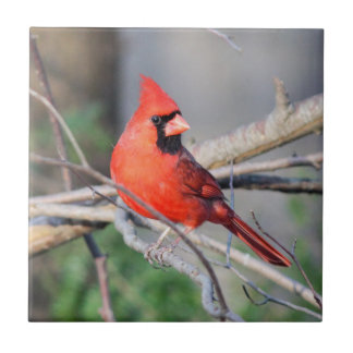Azulejo Decorativo Cardinal Cheery