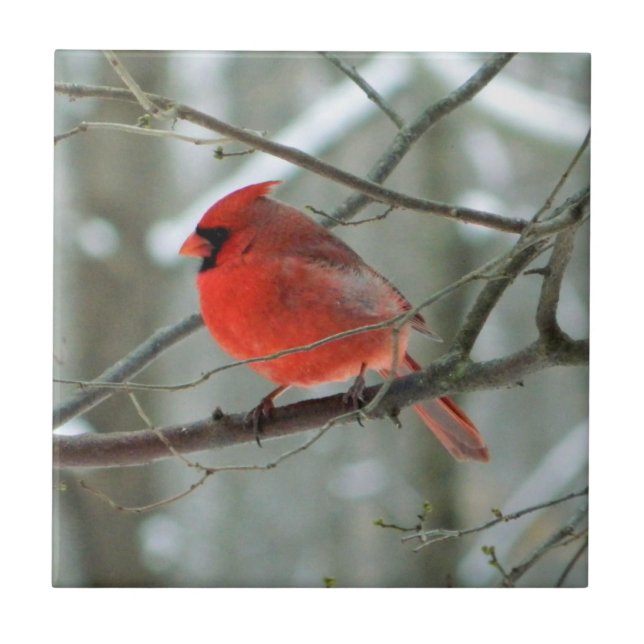 Azulejo Decorativo Cheery Red Cardinal (Frente)