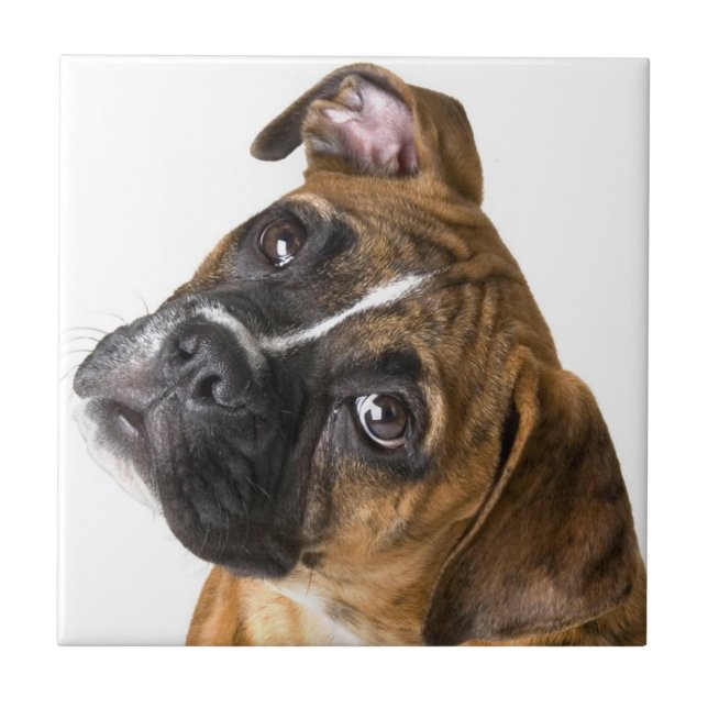 Azulejo decorativo de cão boxer (Frente)