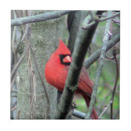 Azulejo decorativo (masculino) cardinal vermelho