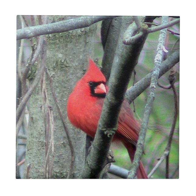 Azulejo decorativo (masculino) cardinal vermelho (Frente)