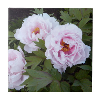 Azulejo Decorrido bonito Pink Peony