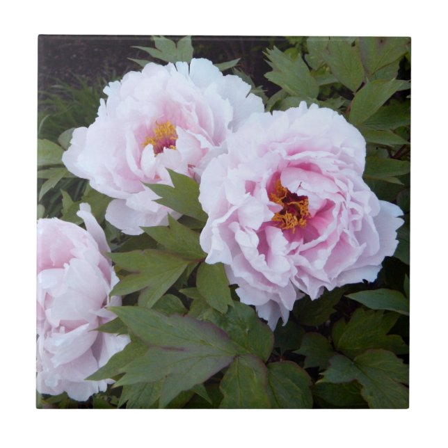 Azulejo Decorrido bonito Pink Peony (Frente)