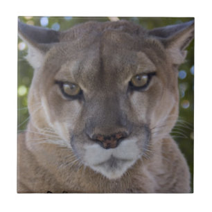 Azulejo do ataque súbito do puma