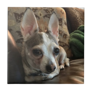 Azulejo do cão da chihuahua