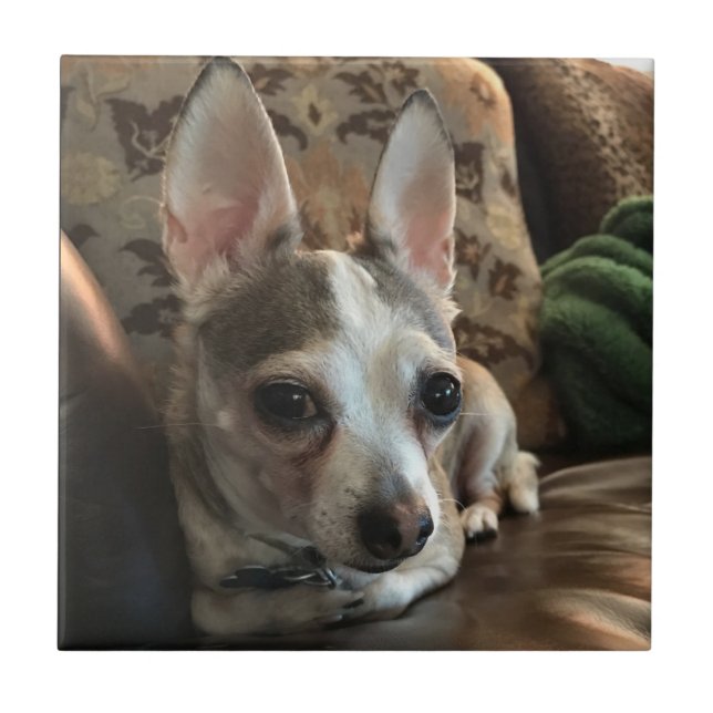 Azulejo do cão da chihuahua (Frente)