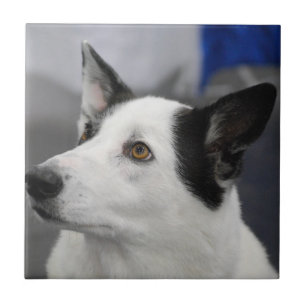 Azulejo do cão de Canaan