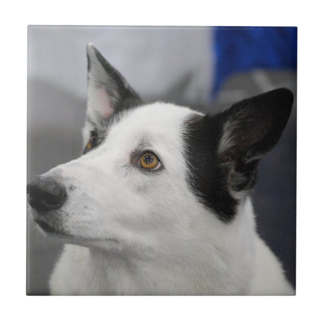Azulejo do cão de Canaan (Frente)