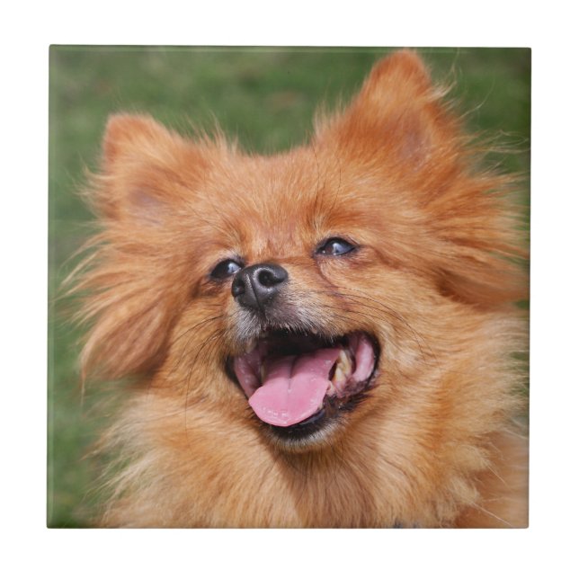 Azulejo do cão de Pomeranian ou trivet bonito, (Frente)
