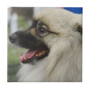 Azulejo do cão do Keeshond