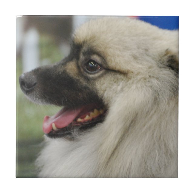 Azulejo do cão do Keeshond (Frente)