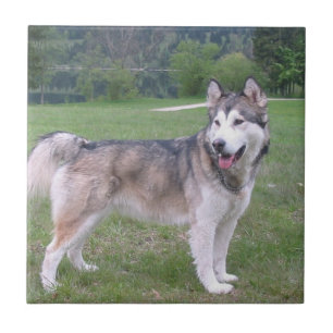 Azulejo do cão do Malamute do Alasca
