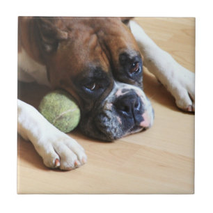 azulejo do cão do pugilista