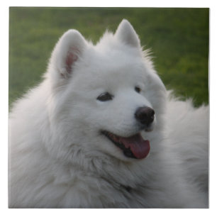 Azulejo do cão do Samoyed