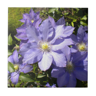 Azulejo do Clematis da pervinca