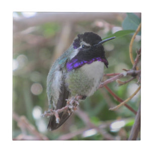 Azulejo do colibri da costela