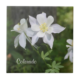 Azulejo do Colorado Wild White Columbine