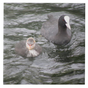Azulejo do Coot e do Pintinho