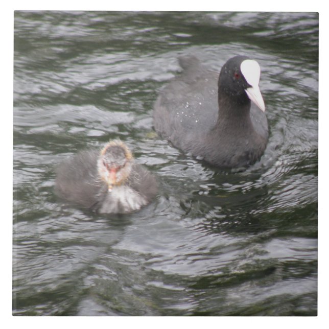 Azulejo do Coot e do Pintinho (Frente)