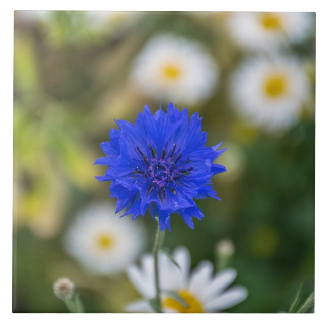 Azulejo do Cornflower (Frente)