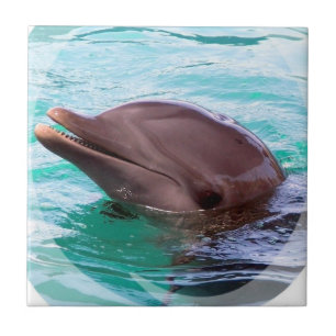 Azulejo do design do golfinho