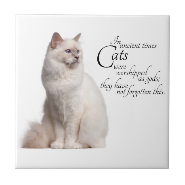 Azulejo do gato de Birman (Frente)