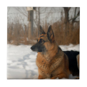 Azulejo do german shepherd