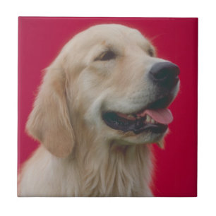 Azulejo do golden retriever