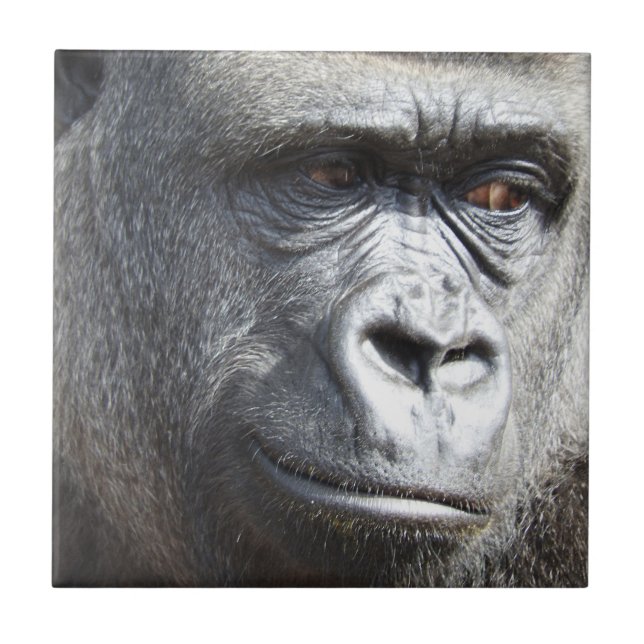 Azulejo do gorila (Frente)