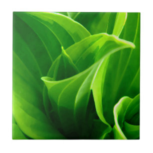 Azulejo do Hosta