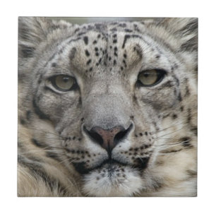 Azulejo do leopardo de neve
