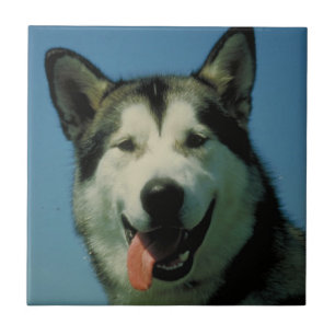 Azulejo do Malamute do Alasca