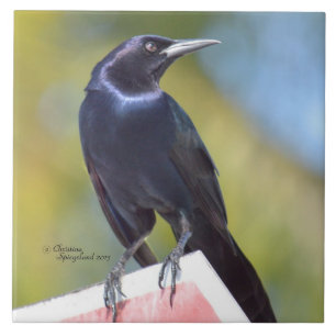 Azulejo do pássaro do melro de corvo do corvo