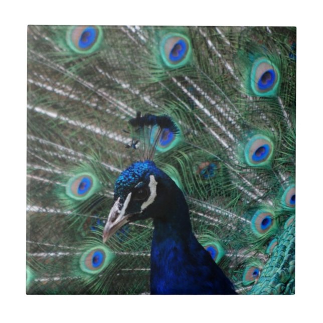 Azulejo do pássaro do Peafowl (Frente)