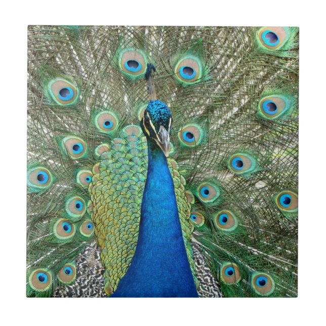 Azulejo do pavão (Frente)