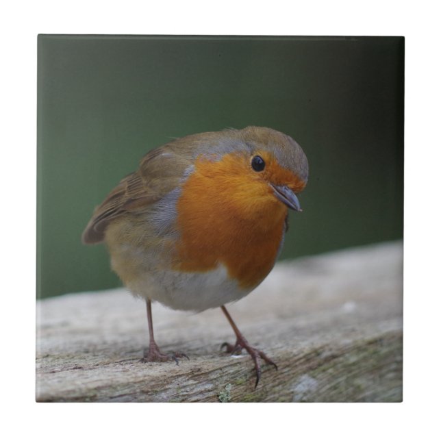 Azulejo do pisco de peito vermelho (Frente)