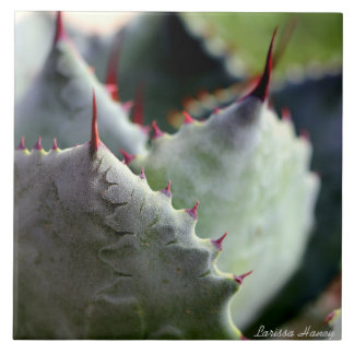 Azulejo do potatorum da agave