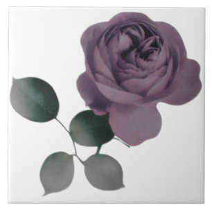 Azulejo do rosa da violeta