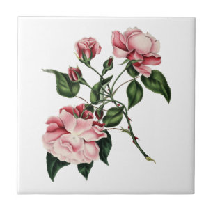Azulejo do rosa do vintage