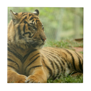 Azulejo do Tigre Descansando