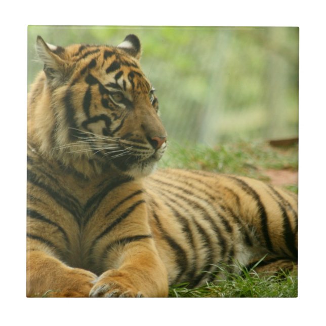 Azulejo do Tigre Descansando (Frente)