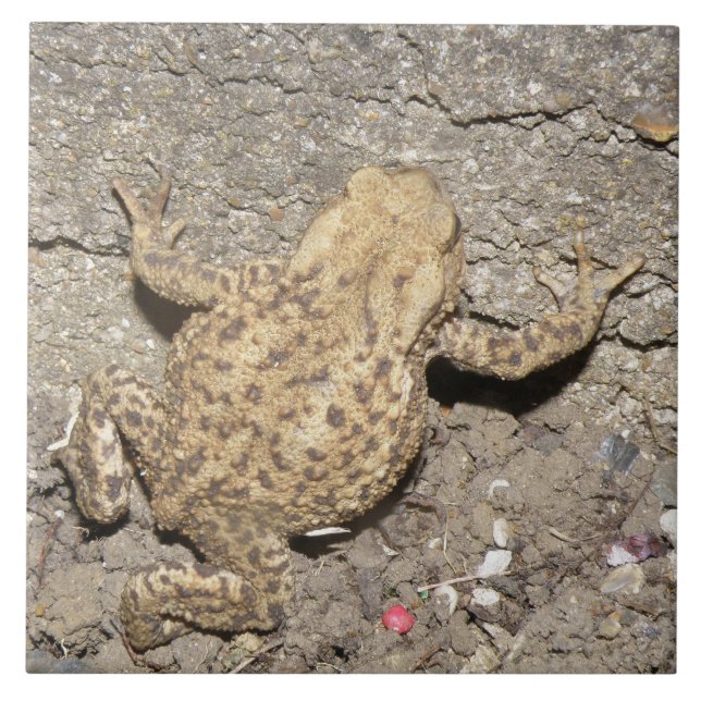 Azulejo do Toad de Rastreamento de Cute (Frente)