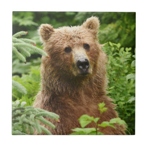 Azulejo do urso de urso