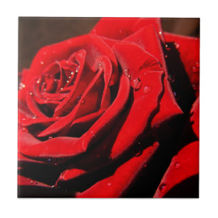 Azulejo do ventilador da Rosa vermelha do Solteiro