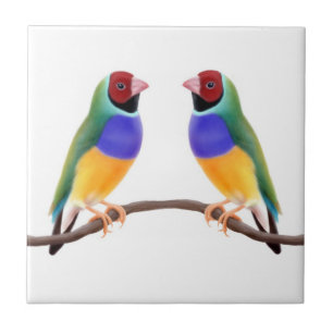 Azulejo dos amigos do passarinho de Gouldian