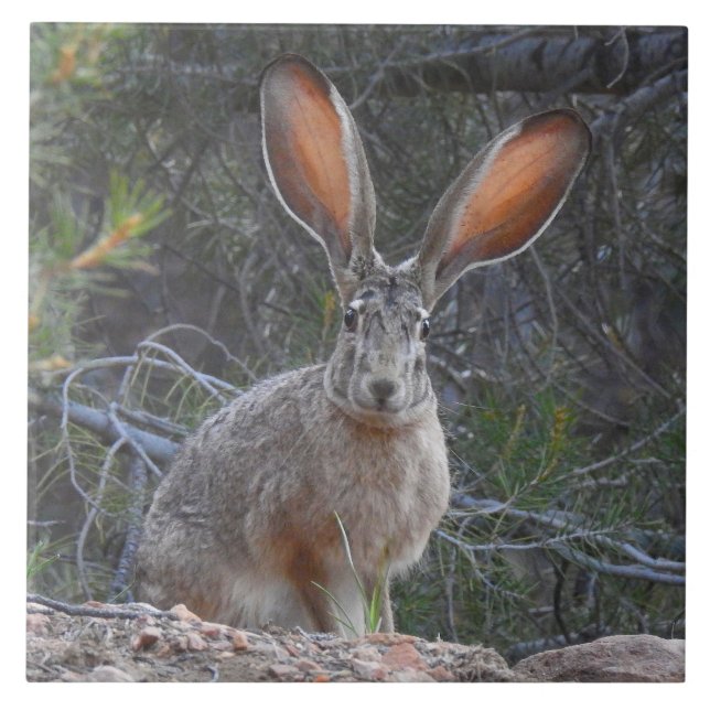 Azulejo dos animais selvagens, cerâmico, coelhos, (Frente)